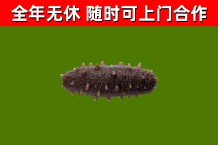 比如回收海参干